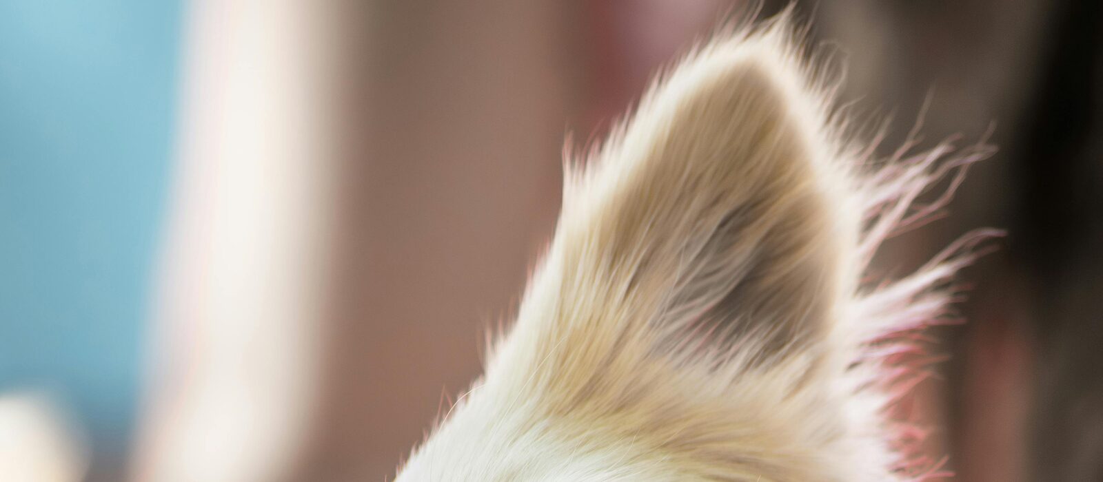 Chihuahua simpático asomándose sobre el hombro de su dueño