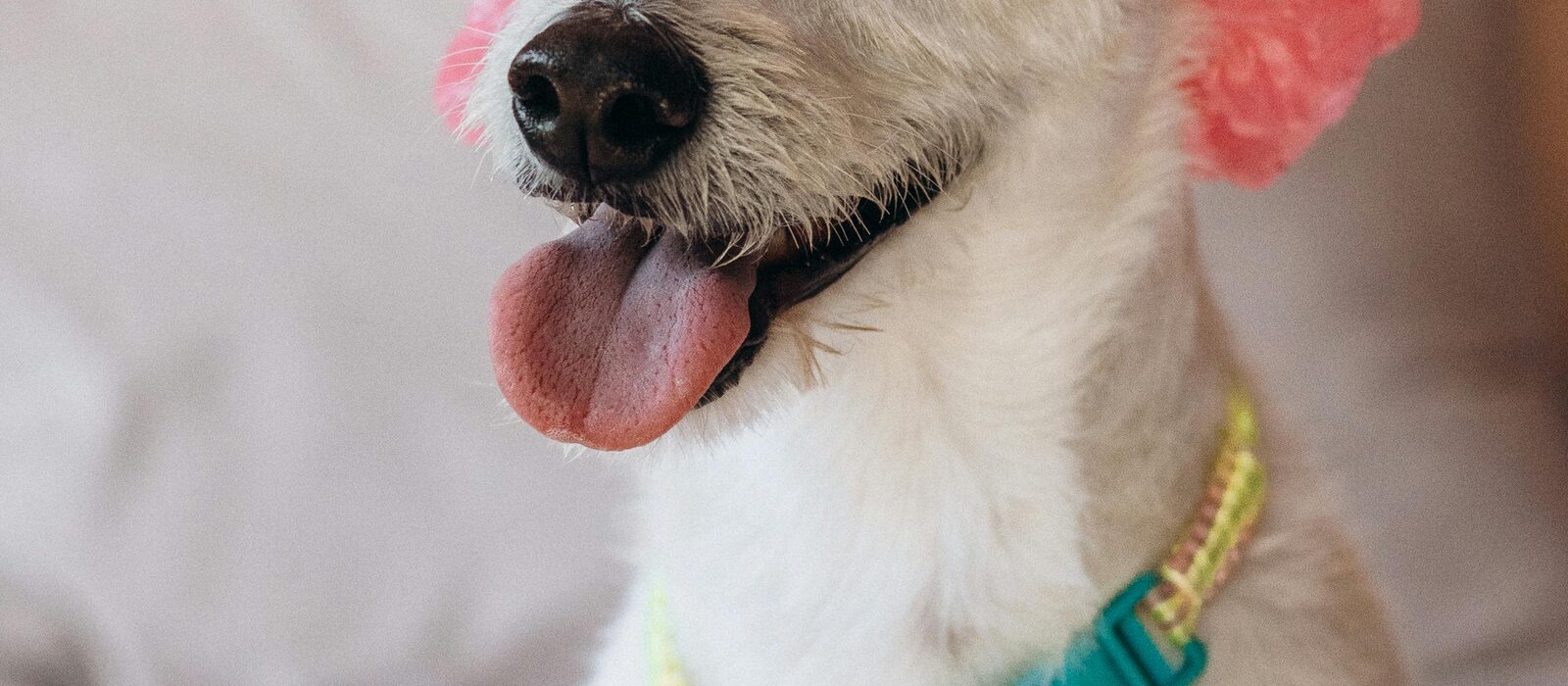 Perrito blanco con gorro de baño disfrutando un día de spa