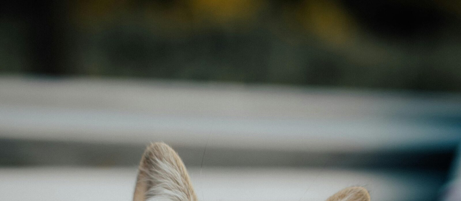 Gatito atigrado con ojos dorados mirando con curiosidad