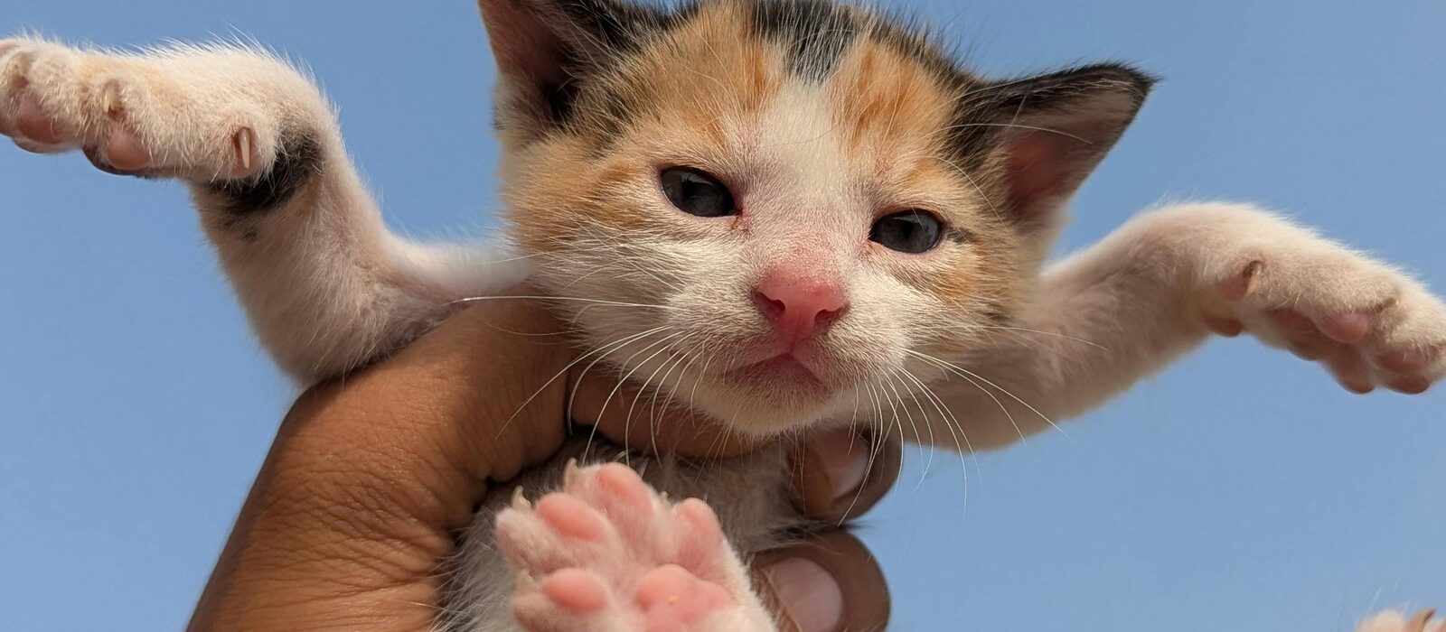 Gatito calicó sostenido en alto contra un cielo celeste