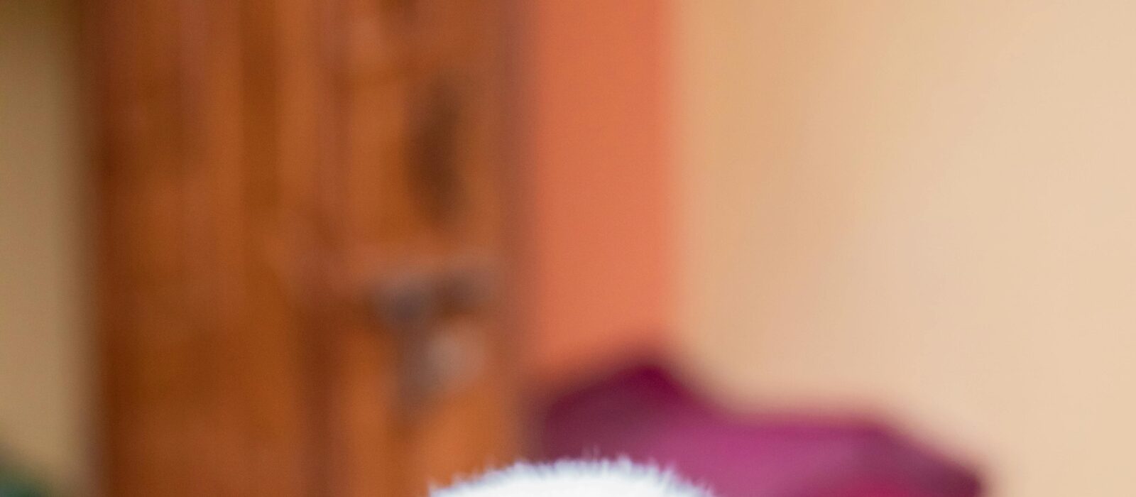 Cachorro blanco y gris descansando en una mano con ternura